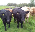 Cattle numbers set to tighten in the UK