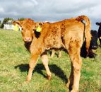 How to control parasites at grass for beef suckler herds