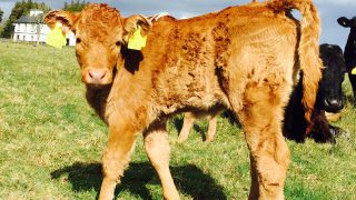 How to control parasites at grass for beef suckler herds