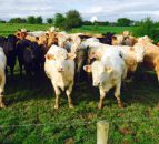 UK beef farmers look to positive summer for cattle prices