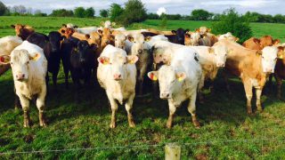UK beef farmers look to positive summer for cattle prices