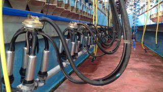 Voluntary EU milk supply management signed into law
