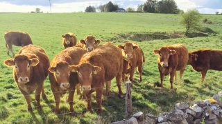 £100,000 allocated for the Social Farming Capital Grant Scheme