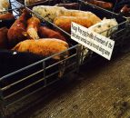 Concerns in the UK about where cattle prices are going