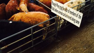 Concerns in the UK about where cattle prices are going