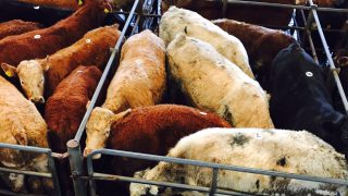Will exports to Turkey relieve some pressure from the EU beef market?