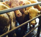No let up on falling UK cattle prices