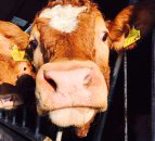 Cows can't talk, but they communicate with us every day