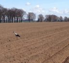 Farming opportunities abound in western Poland