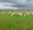 Australian lamb shortage drives up prices, but consumers not biting