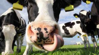 Global Dairy Prices at lowest level since 2009 and set to stay there