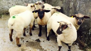 Worm dosing on sheep farms only effective half the time