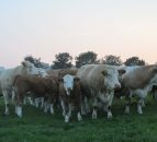 Gap widens in UK between farmgate and retail price for beef
