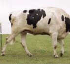 Video: Meet Blosom, the tallest cow in the world ever!