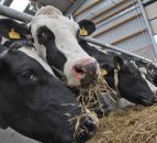 Dutch dairy farmers will have to cull cows to meet phosphates limits