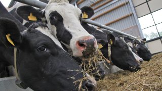 Dutch dairy farmers will have to cull cows to meet phosphates limits