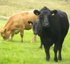 Wire in gut one of the main causes of suckler cow deaths in the UK