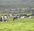 An extra 1.5 billion litres of milk to be produced each year in the EU till 2016