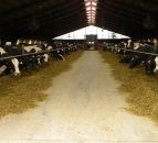 Pics: A 1,550ha Swedish dairy farm that milks 720 cows