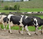 How to manage cash flow on a dairy farm