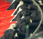 9 out of 10 Kiwi dairy farmers to take on extra debt this year
