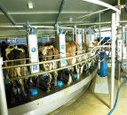 Fonterra offers guaranteed milk price contracts