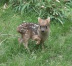 World's smallest deer born in the US
