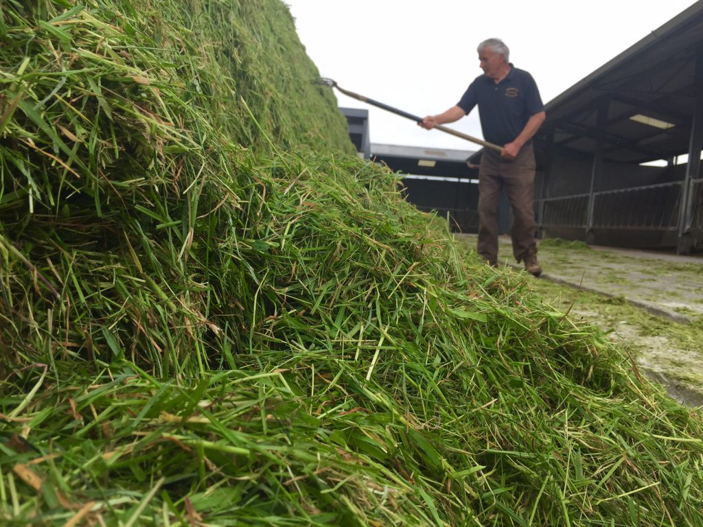 grass, Silage,