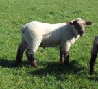 Notice a slowdown in lamb growth rates? It's due to grass quality