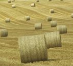 High demand drives straw trade - Straw prices vary by €10/bale