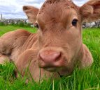 Beef calf births 2% higher this year