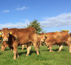 Strong increase in Northern Ireland cattle quotes