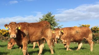 Strong increase in Northern Ireland cattle quotes