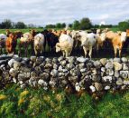 UK prime cattle supplies expected to be tighter over next six months