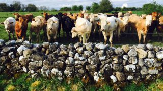 UK prime cattle supplies expected to be tighter over next six months