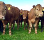 Beef kill to date down 4% on 2014
