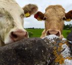 Strong demand and tight supplies good news for cattle prices