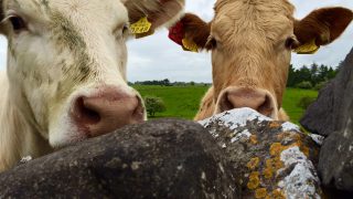 Strong demand and tight supplies good news for cattle prices