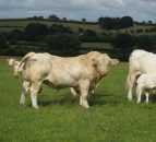 'Once a Charolais calf gets up, you know that nothing can beat it for growth rates and weight'