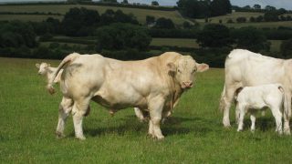 ‘Once a Charolais calf gets up, you know that nothing can beat it for growth rates and weight’