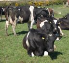 Possible intervention price rise to be discussed in Europe on Friday