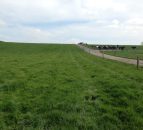How to maintain grass quality when growth barely meets demand