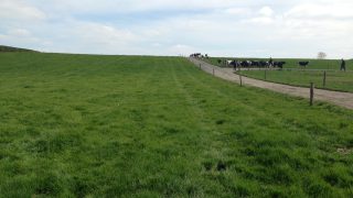 How to maintain grass quality when growth barely meets demand