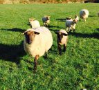 'Weaning is the time to check ewes for culling'