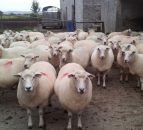 MEPs vote to ban cloning farm animals, cloned food and imports