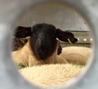 Sheep imports down 50% - impact of labelling rules and exchange rates