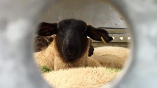 Under review: UK’s live export ban comes one step closer