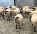 Imports of Northern lamb for slaughter up 4% on 2014