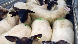 Prime sheep prices under seasonal pressure after Ramadan
