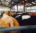 Why are cattle supplies not falling as fast as forecast?